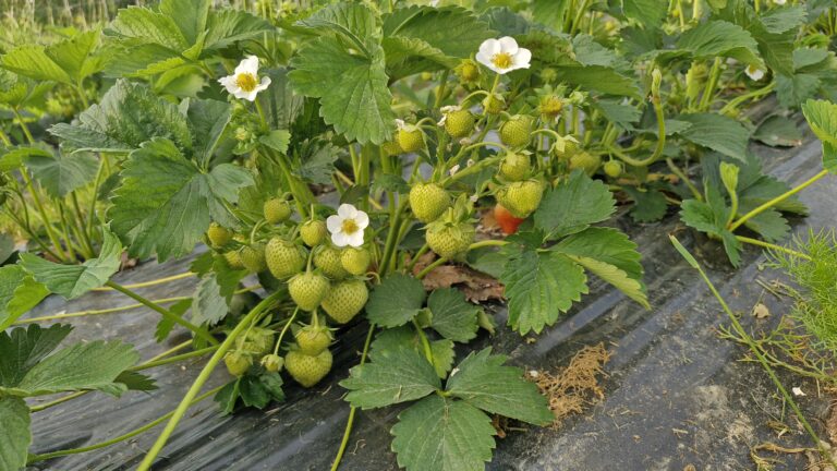Strawberry, Norway