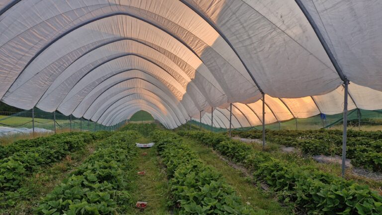 Strawberry, Norway