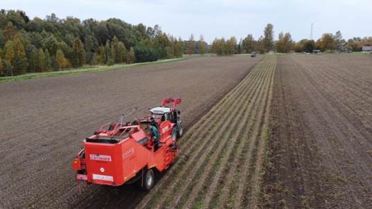 Potato, Latvia