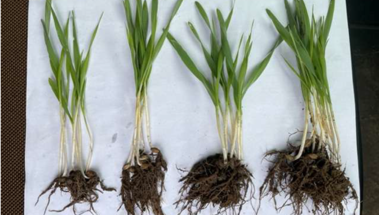 Spring Wheat, Latvia; from left to right: nothing, liquid, granulate powder, liquid + granulate powder