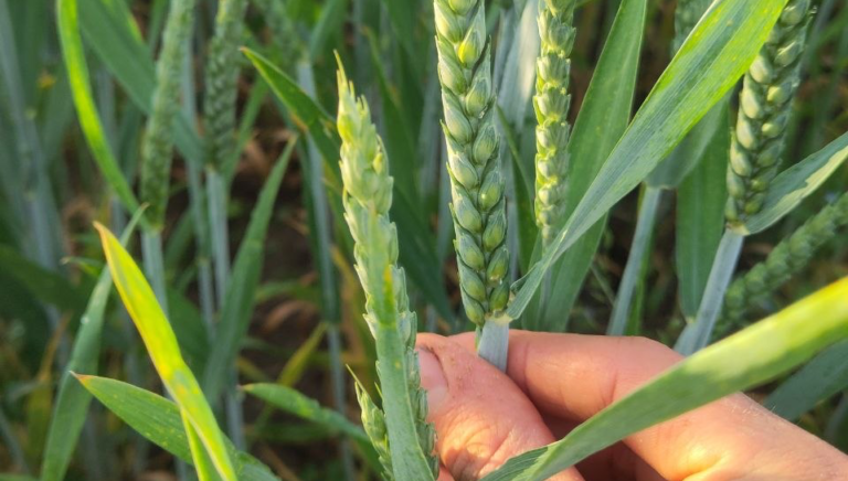 Wheat, Germany