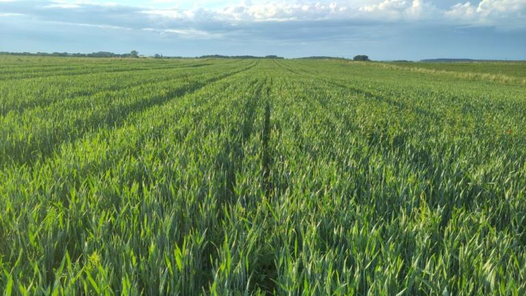 Wheat, Germany