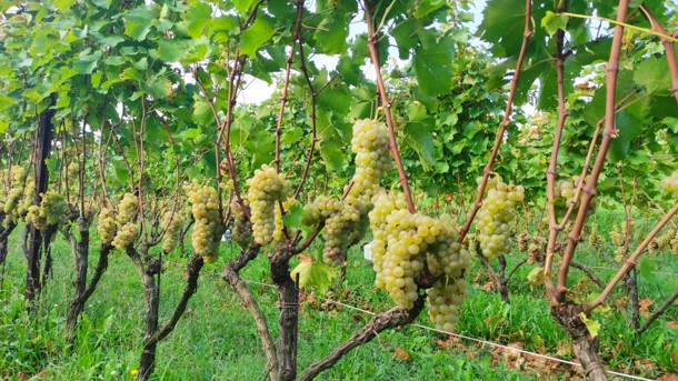 Grape, Italy