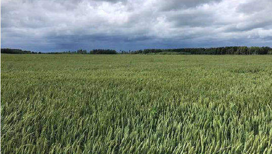 Wheat, Latvia